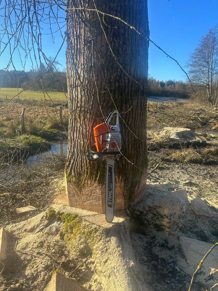 Bûcheron procédant au démontage sécurisé d'un arbre