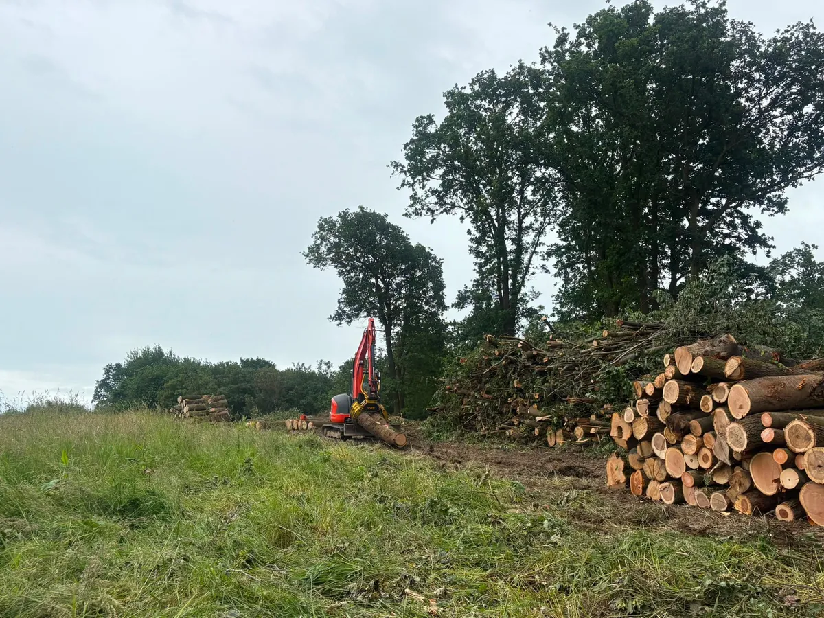 Grumes triées et empilées sur un chantier d'exploitation forestière