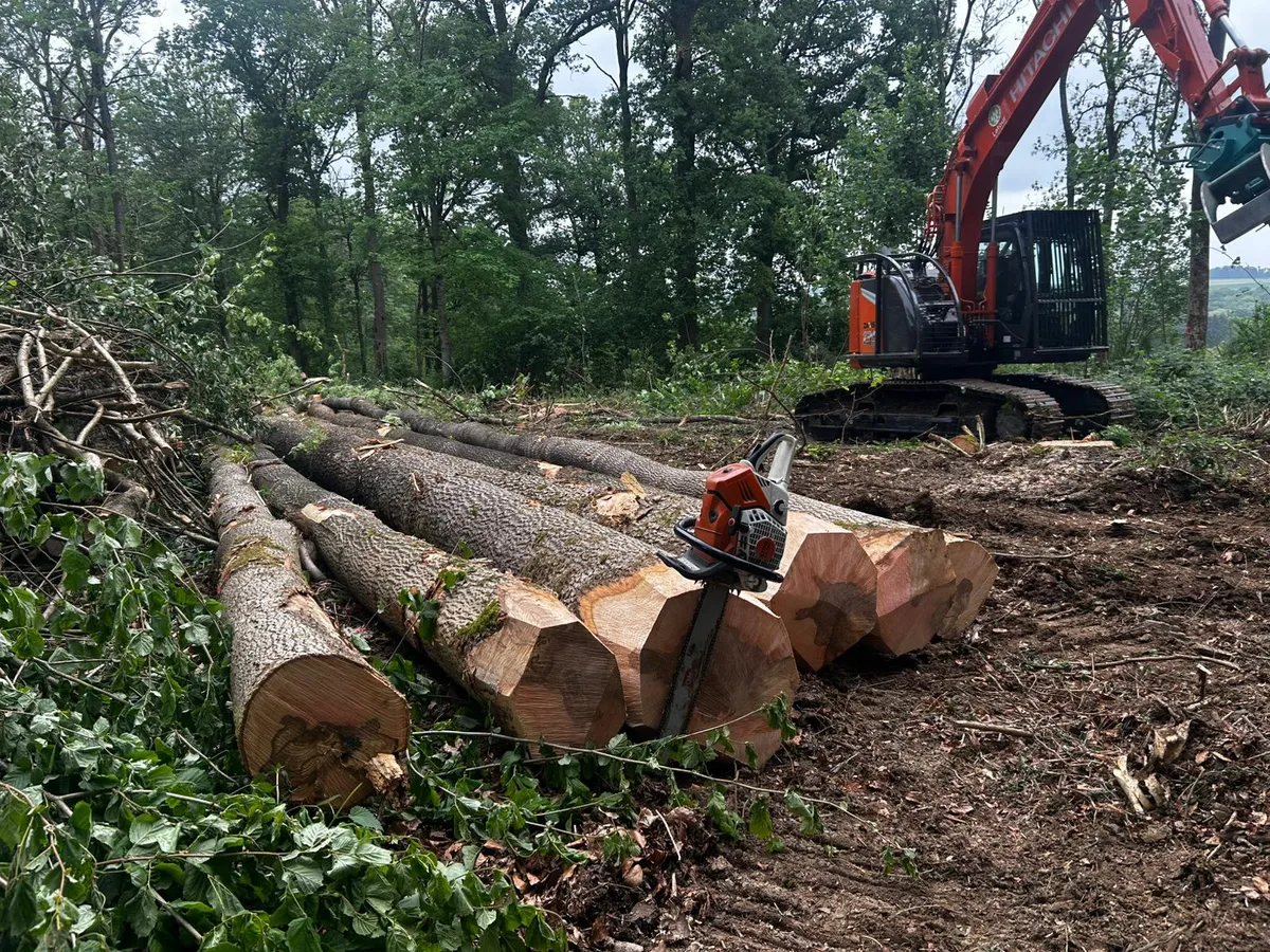 Tri et débardage de bois en forêt