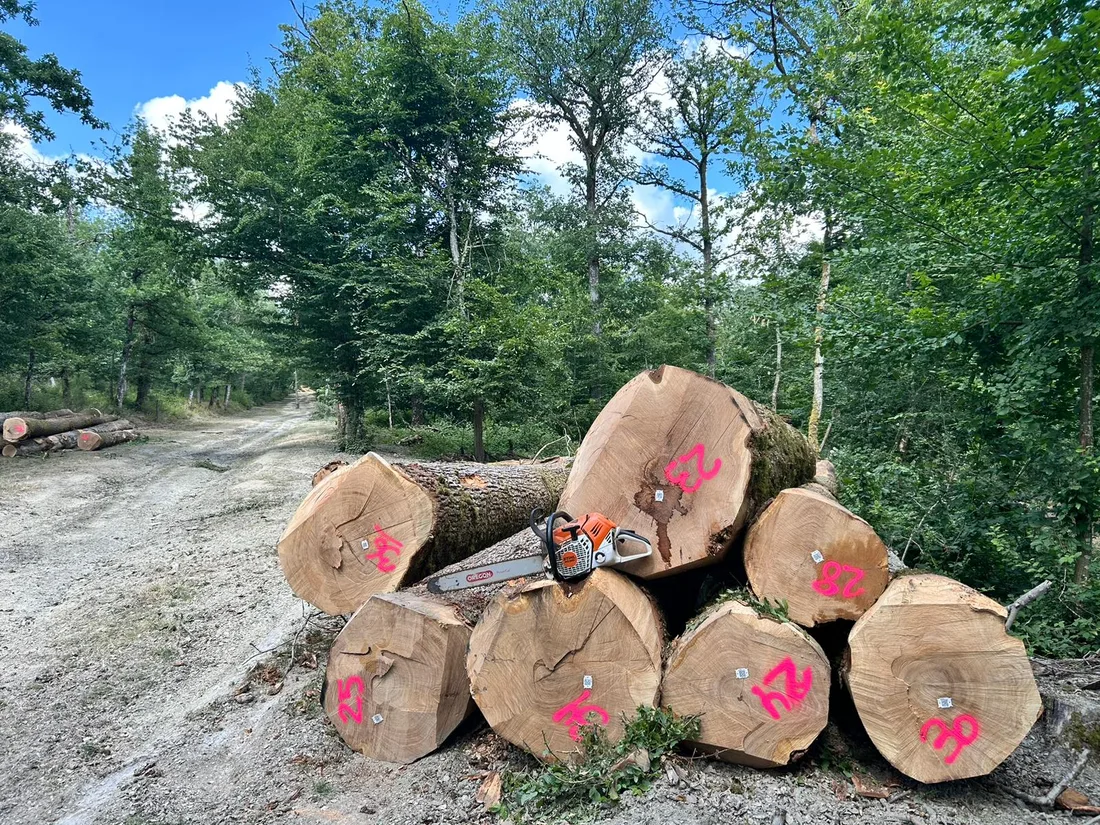 Grumes triées et empilées sur un chantier d'exploitation forestière